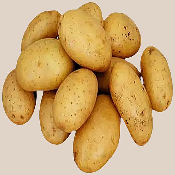 জ্যোতি আলু