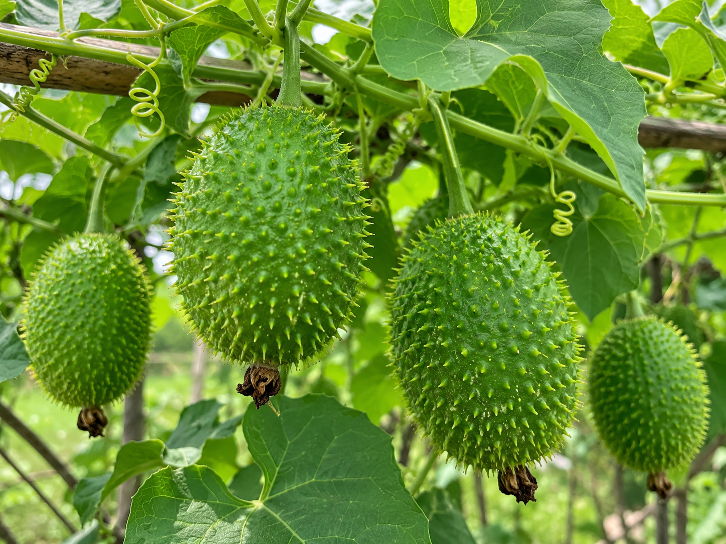 কাকরোল